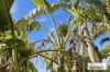 25 Hovea Court, Morley, WA 6062-Image