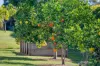 25 Piddington Court, D'Aguilar, Qld 4514-Image