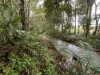 255 Boulders Road, Babinda, Qld 4861-Image