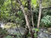 255 Boulders Road, Babinda, Qld 4861-Image