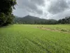 255 Boulders Road, Babinda, Qld 4861-Image