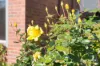 26 Cottesloe Street, Lindisfarne, Tas 7015-Image
