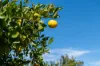 26 Crittenden Road, Glass House Mountains, Qld 4518-Image