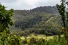 26 Forestry Road, Brandy Creek, Qld 4800-Image