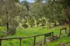 26 Lindner Avenue, Ashton, SA 5137-Image