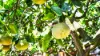 26 Maud Street, Sunnybank, Qld 4109-Image