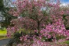 26 Park Lane, Bega, NSW 2550-Image