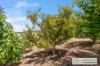 26 Railway Terrace, Coonalpyn, SA 5265-Image