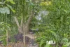 26 Tallon Street, Sadliers Crossing, Qld 4305-Image