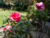 261 Curtin Avenue, Cottesloe, WA 6011-Image