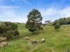 263 Alexander Avenue, Bibaringa, SA 5118-Image