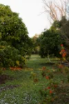 269 Pawson Avenue, Red Cliffs, Vic 3496-Image