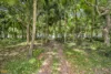 27 Inarlinga Road, Cowley Beach, Qld 4871-Image