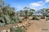27 Siding Road, Kanni, SA 5330-Image