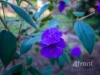 27 Triton Road, East Devonport, Tas 7310-Image
