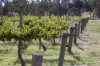 273 Polish Hill River Road, Polish Hill River, SA 5453-Image