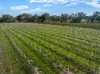 273 Polish Hill River Road, Polish Hill River, SA 5453-Image