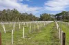 273 Polish Hill River Road, Polish Hill River, SA 5453-Image