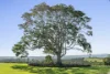 28 Blackbean Lane, Federal, NSW 2480-Image