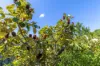 28 Cooroibah Crescent, Tewantin, Qld 4565-Image