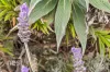 28 Easton Avenue, West Moonah, Tas 7009-Image