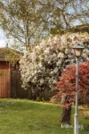 28 Jessie Street, Blackburn North, Vic 3130-Image