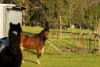 28 Lakeside Terrace, Medowie, NSW 2318-Image