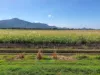 282 Kamerunga Road, Freshwater, Qld 4870-Image
