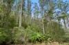 284 Llantwit Road, Woodbridge, Tas 7162-Image