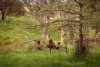 287 Mahon Lane, Osbornes Flat, Vic 3691-Image