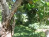 29-31 Queen Street, Chillagoe, Qld 4871-Image