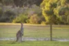 29 Butterly Road, Yallingup, WA 6282-Image
