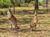 29 Diamantina Drive, Howard, Qld 4659-Image