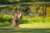 29 Groves Road, Araluen QLD 4570-Image