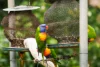 29 Kitchener Street, Box Hill South, Vic 3128-Image