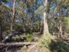 29 Kurrajong Lane, Applethorpe, Qld 4378-Image