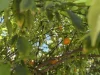 29 Massey Street, Rossmoyne, WA 6148-Image