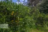 29 Nimbin Street, The Channon, NSW 2480-Image