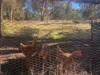 299 Bodeguero Way, Wundowie, WA 6560-Image