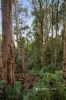 299 Coupe Road, Vesper, Vic 3833-Image