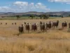 2A High Street, Oatlands, Tas 7120-Image