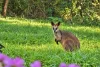 3 Aberfeldy Road, Closeburn, Qld 4520-Image