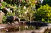 3 Barrington Court, Newstead, Tas 7250-Image