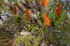 3 Bernacchi Street, Mawson, ACT 2607-Image