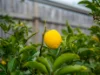 3 Bridge Street, Wynyard, Tas 7325-Image