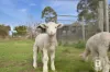 3 Brisbane Ranges Road, Mount Wallace, Vic 3342-Image