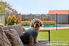 3 Cawdor Lane, Orelia, WA 6167-Image