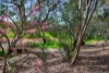 3 Citrus Street, Golden Grove, SA 5125-Image