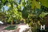 3 Clover Square, Girrawheen, WA 6064-Image