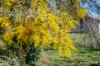 3 Delegate Street, Kaleen, ACT 2617-Image
